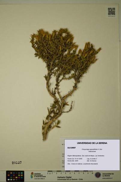 Chuquiraga oppositifolia [Espécimen: ULS:ULS:0020537]