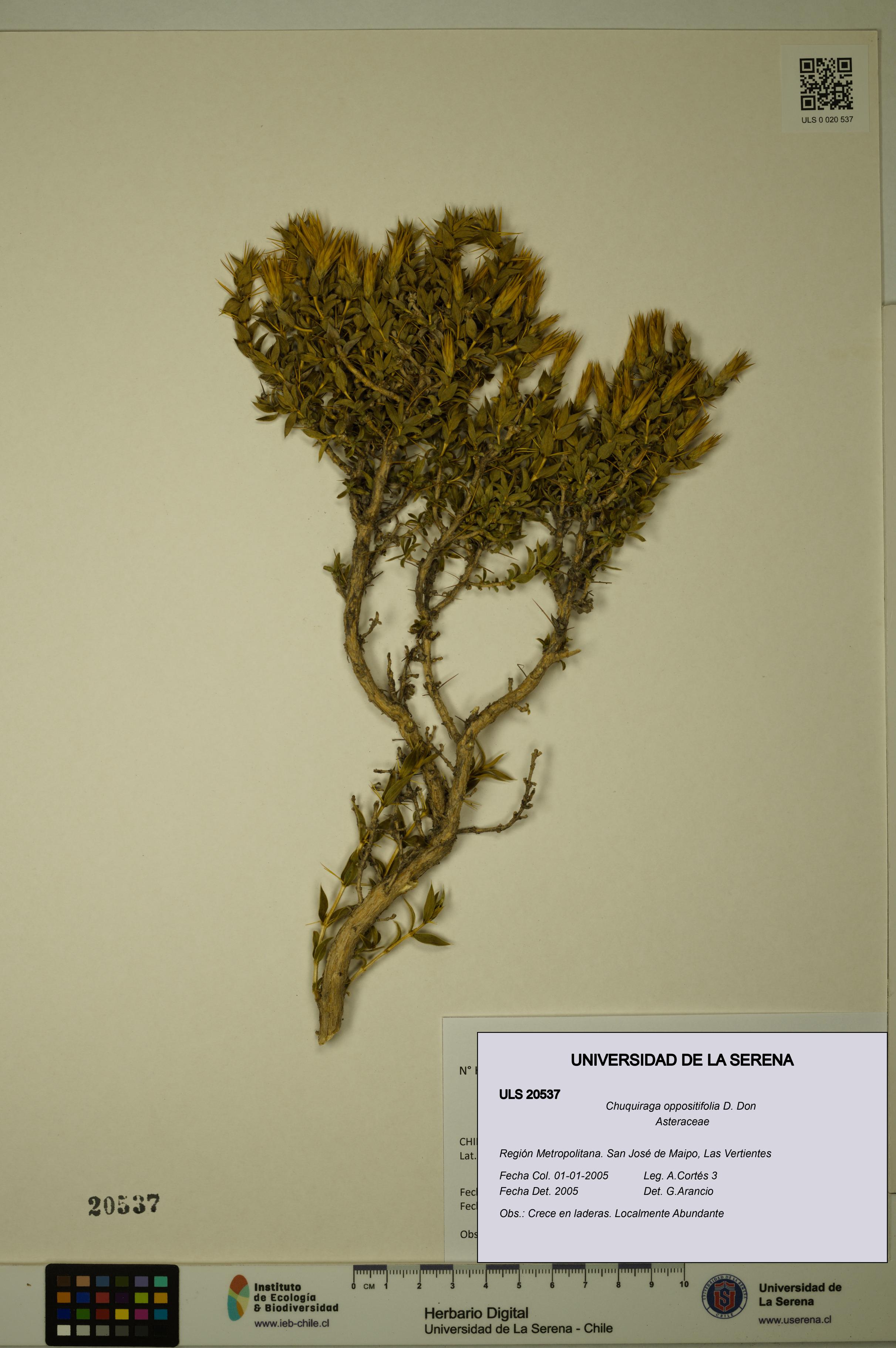 Chuquiraga oppositifolia [Espécimen: ULS:ULS:0020537]