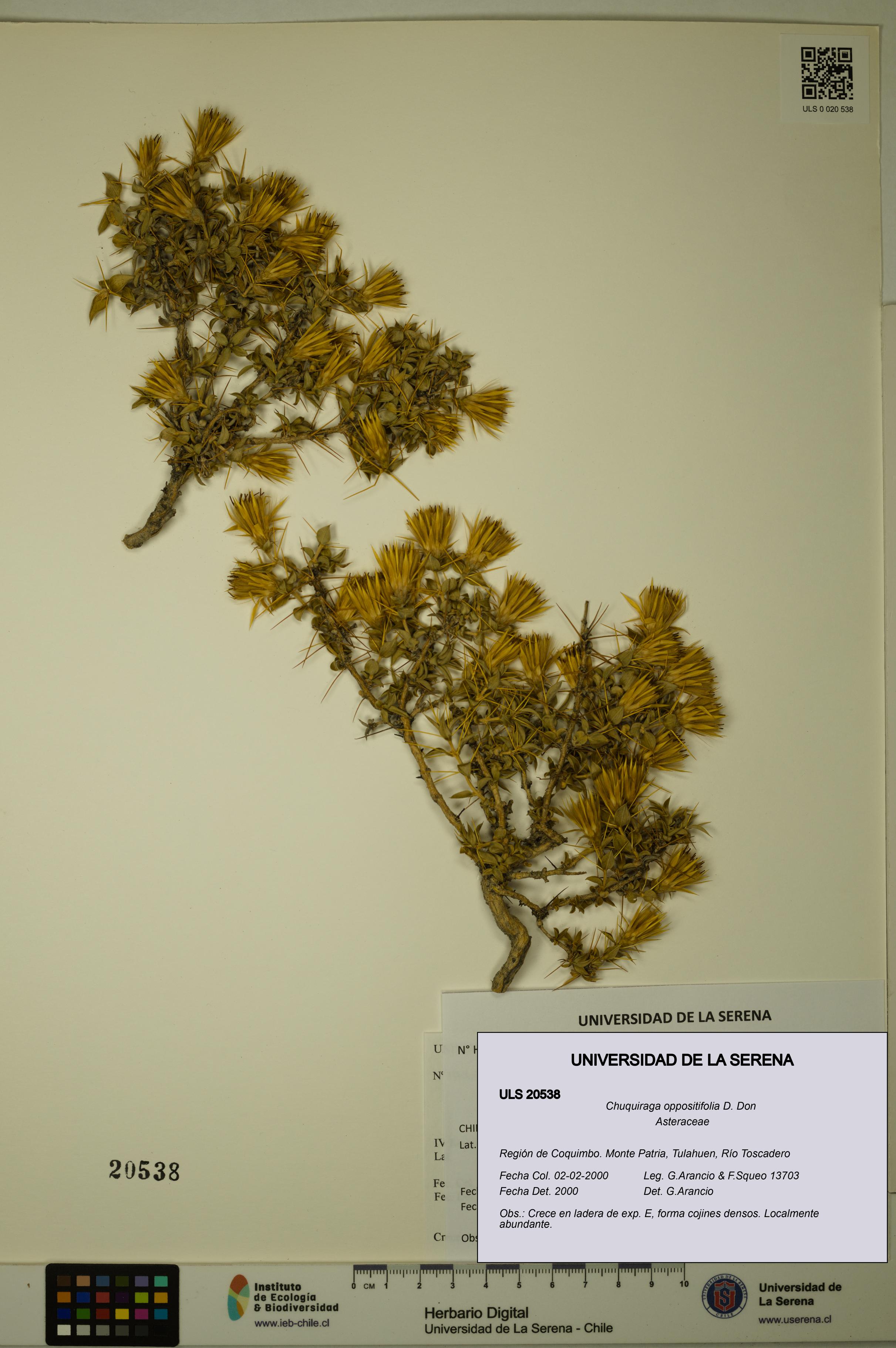 Chuquiraga oppositifolia [Espécimen: ULS:ULS:0020538]