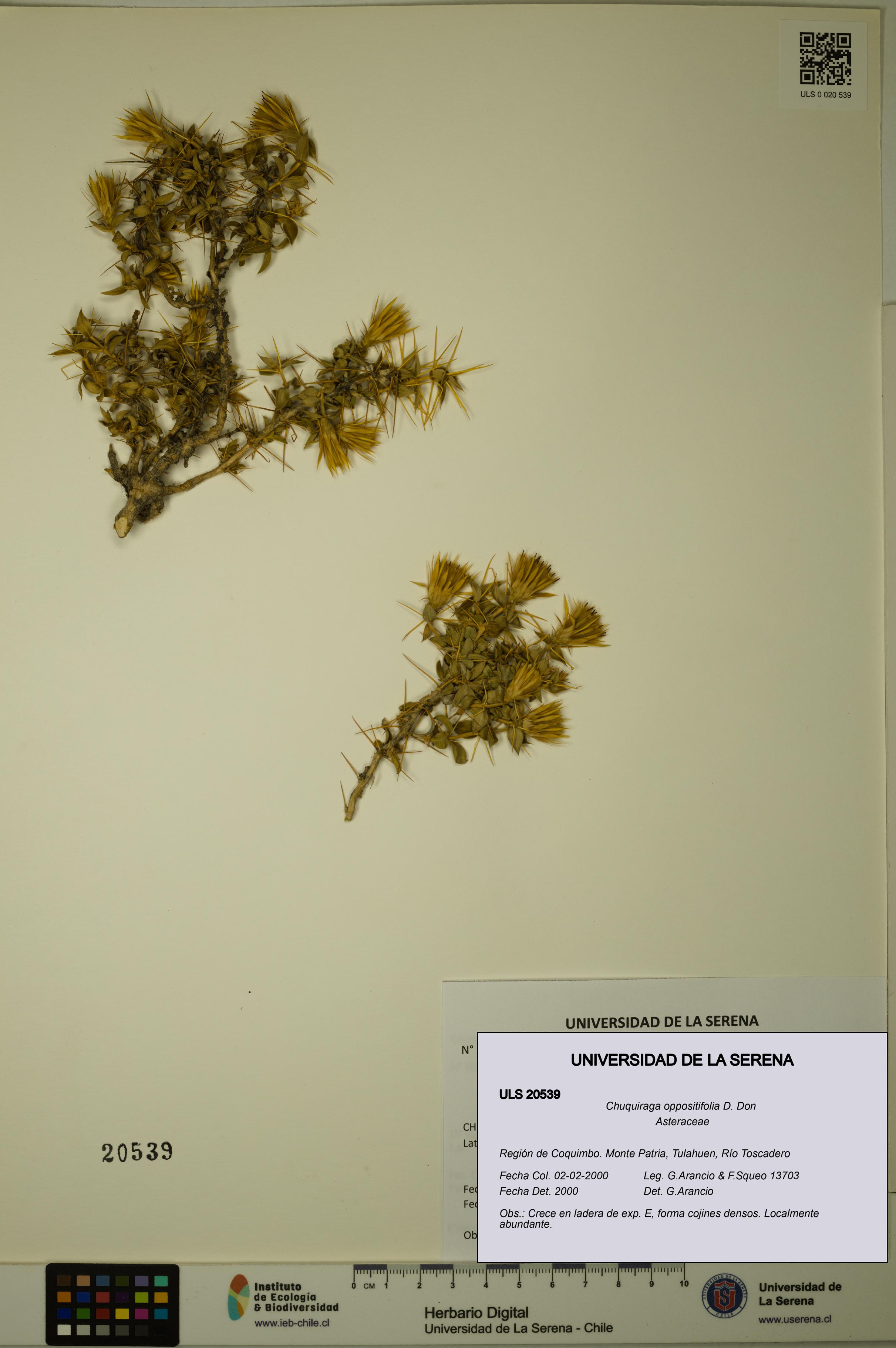 Chuquiraga oppositifolia [Espécimen: ULS:ULS:0020539]