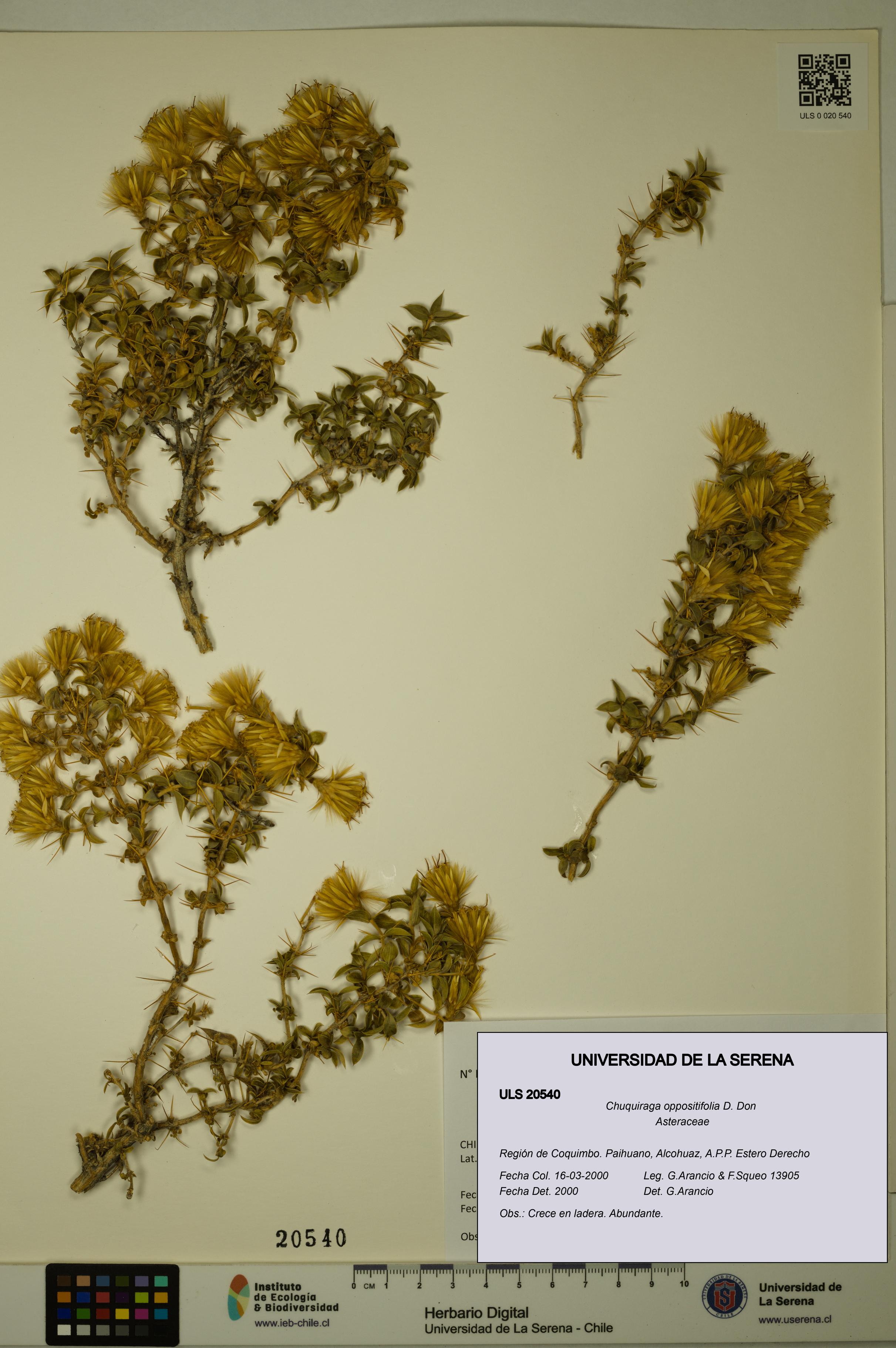 Chuquiraga oppositifolia [Espécimen: ULS:ULS:0020540]