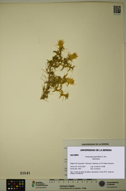 Chuquiraga oppositifolia [Espécimen: ULS:ULS:0020541]