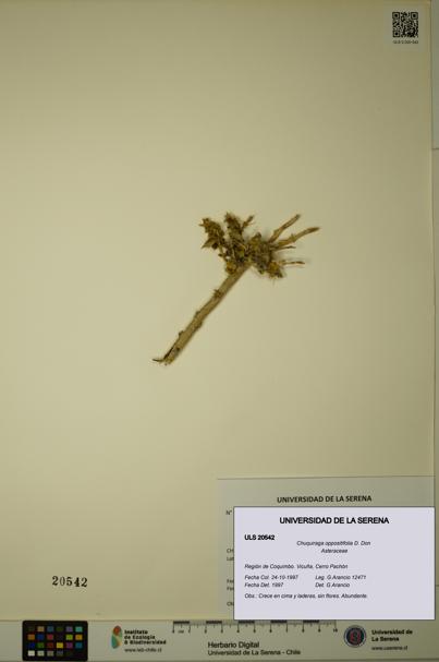Chuquiraga oppositifolia [Espécimen: ULS:ULS:0020542]