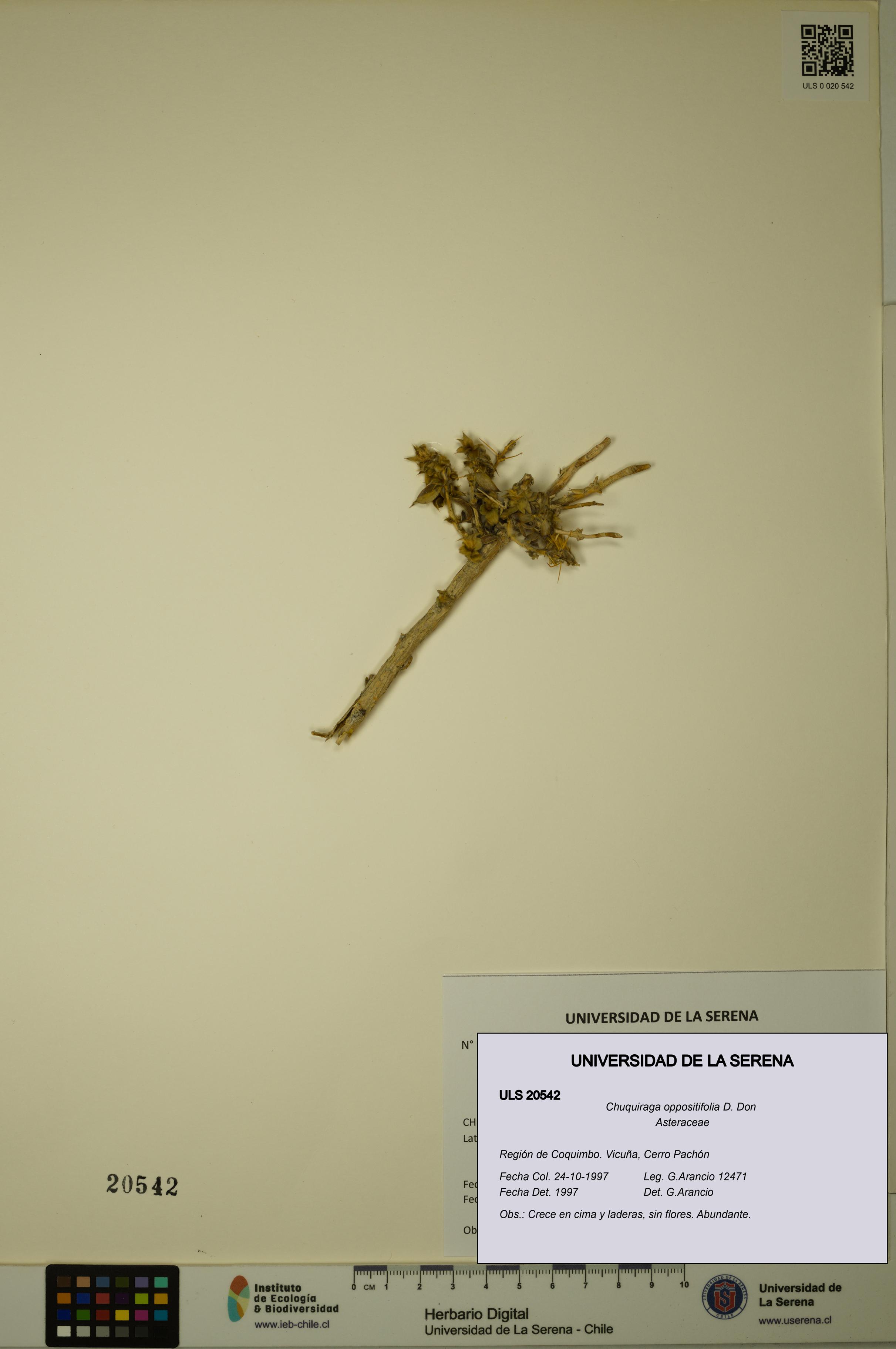Chuquiraga oppositifolia [Espécimen: ULS:ULS:0020542]