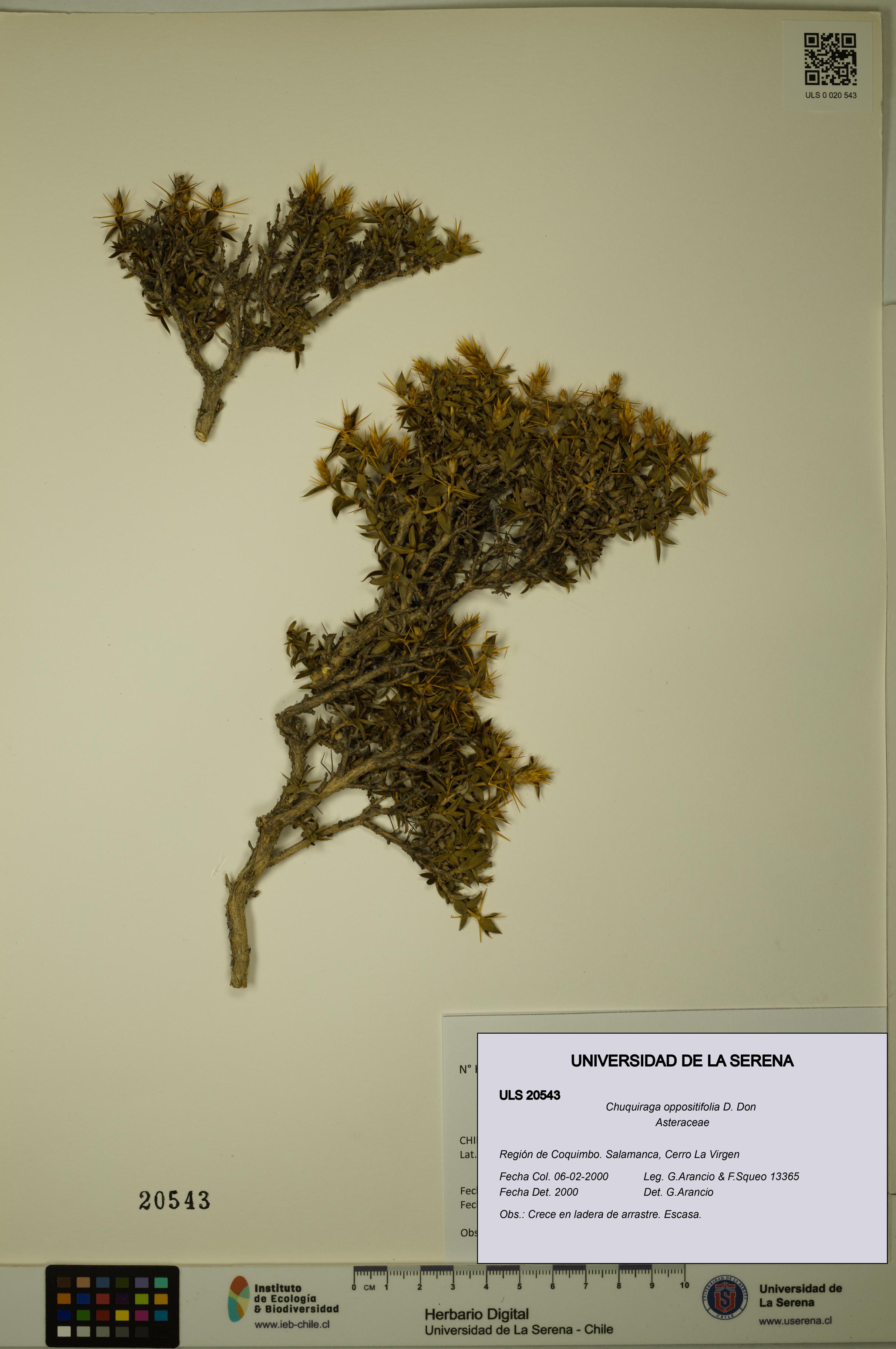 Chuquiraga oppositifolia [Espécimen: ULS:ULS:0020543]
