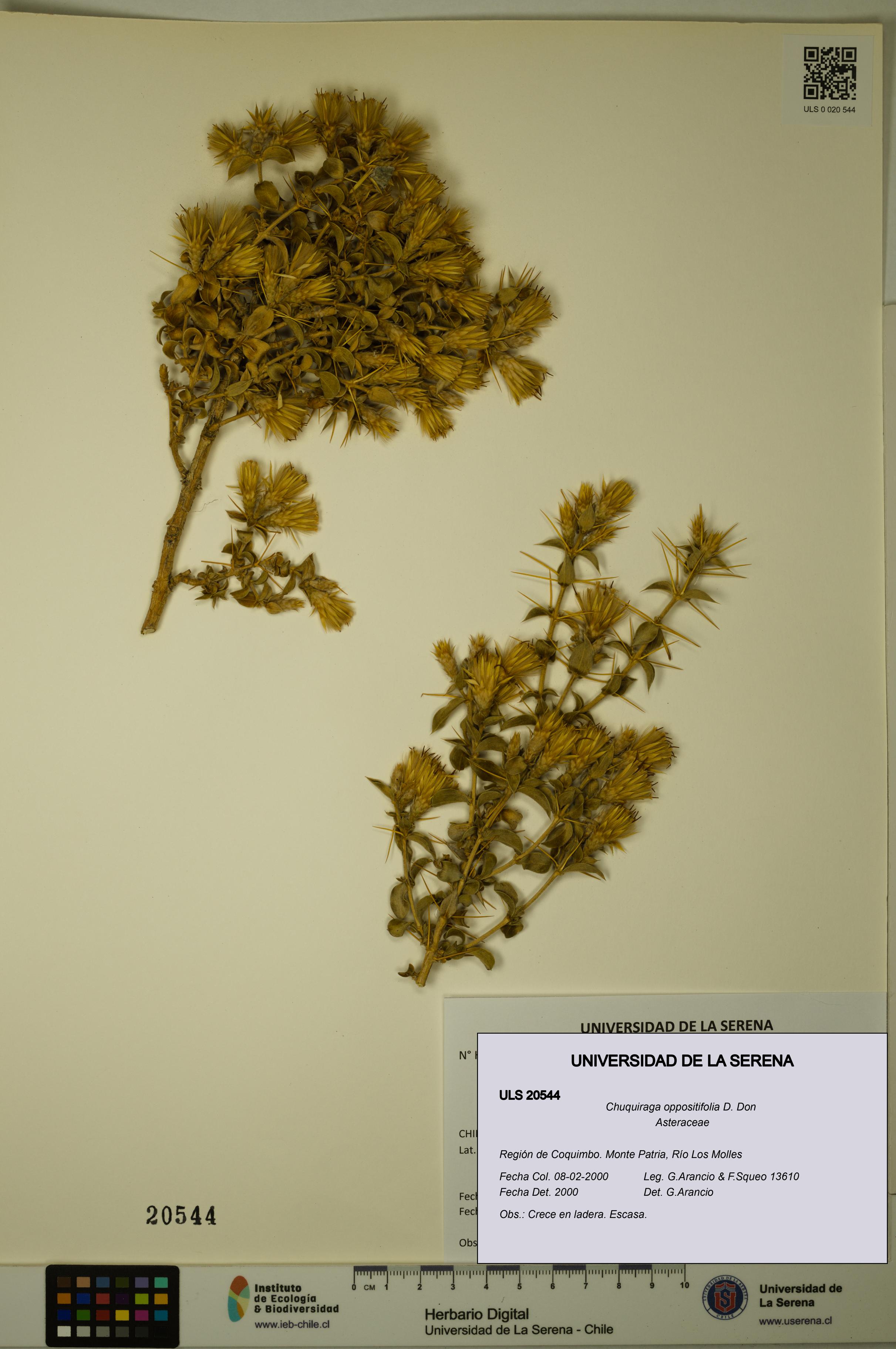 Chuquiraga oppositifolia [Espécimen: ULS:ULS:0020544]