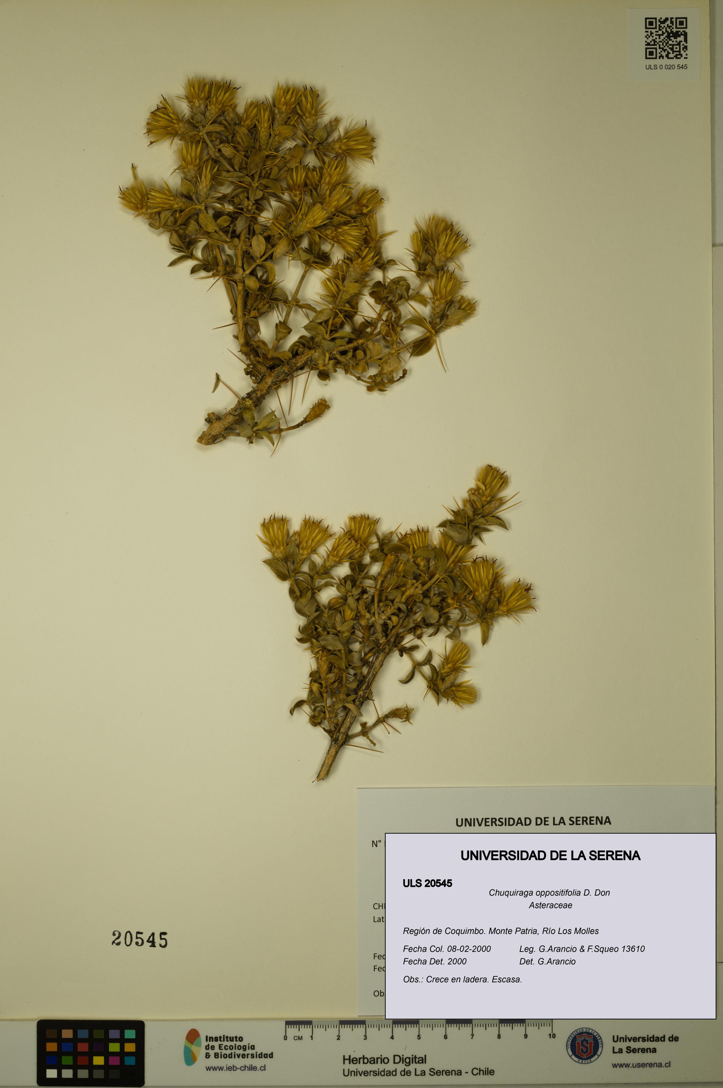 Chuquiraga oppositifolia [Espécimen: ULS:ULS:0020545]