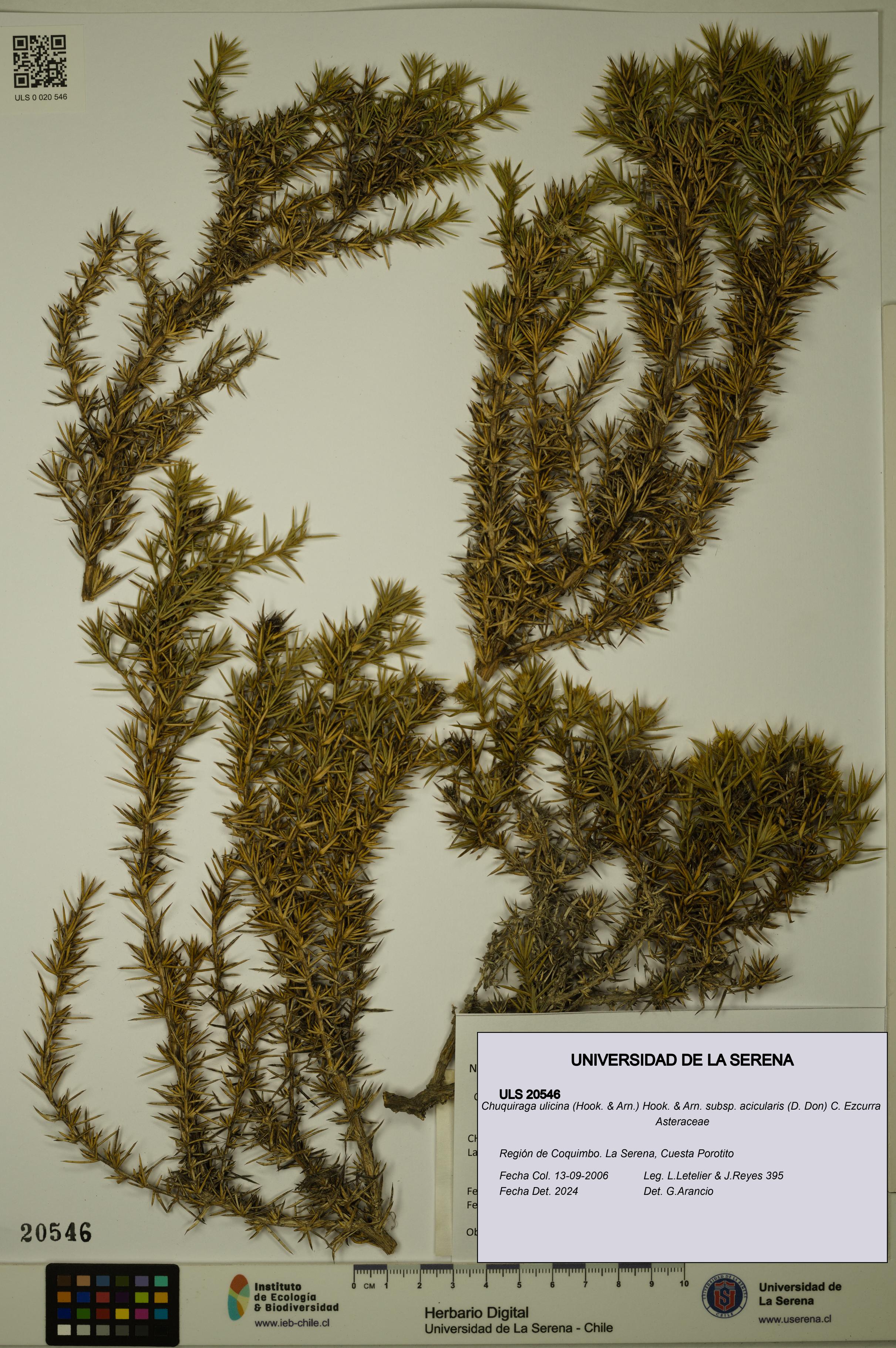 Chuquiraga ulicina subsp. acicularis [Espécimen: ULS:ULS:0020546]