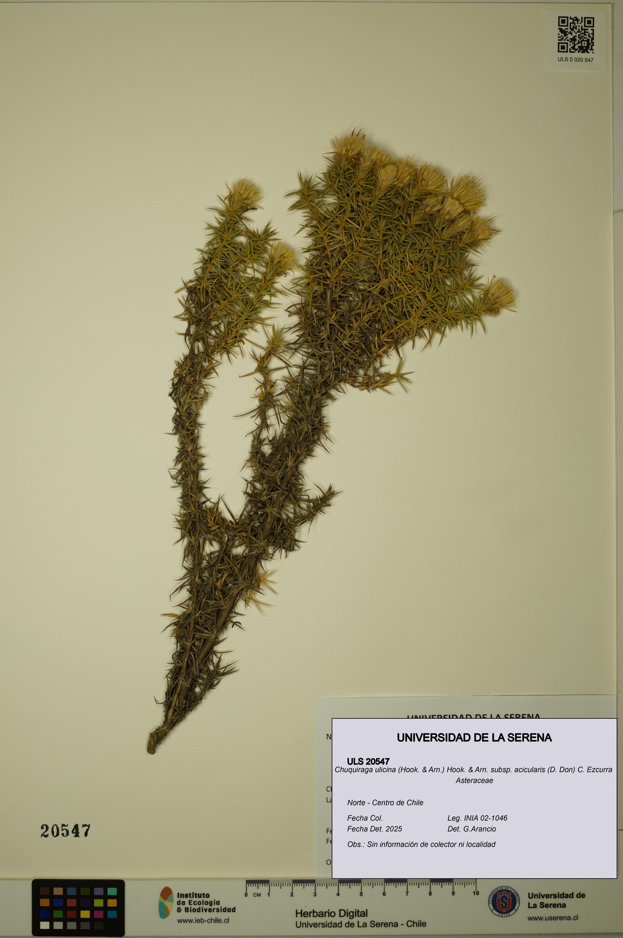 Chuquiraga ulicina subsp. acicularis [Espécimen: ULS:ULS:0020547]