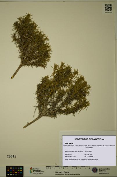 Chuquiraga ulicina subsp. acicularis [Espécimen: ULS:ULS:0020548]