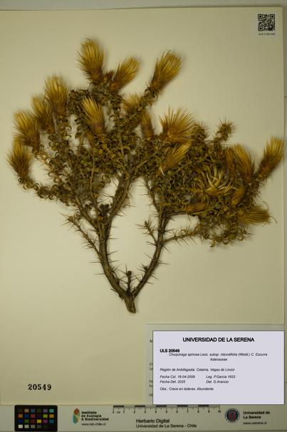 Chuquiraga spinosa [Espécimen: ULS:ULS:0020549]
