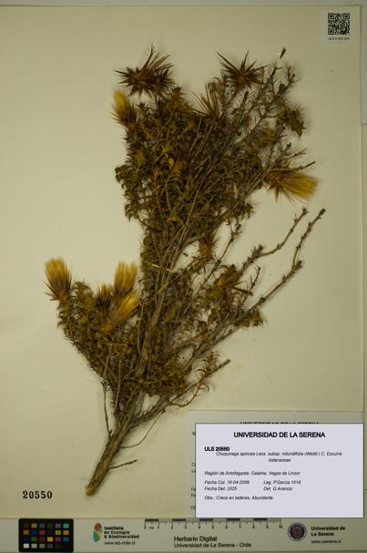 Chuquiraga spinosa subsp. rotundifolia [Espécimen: ULS:ULS:0020550]