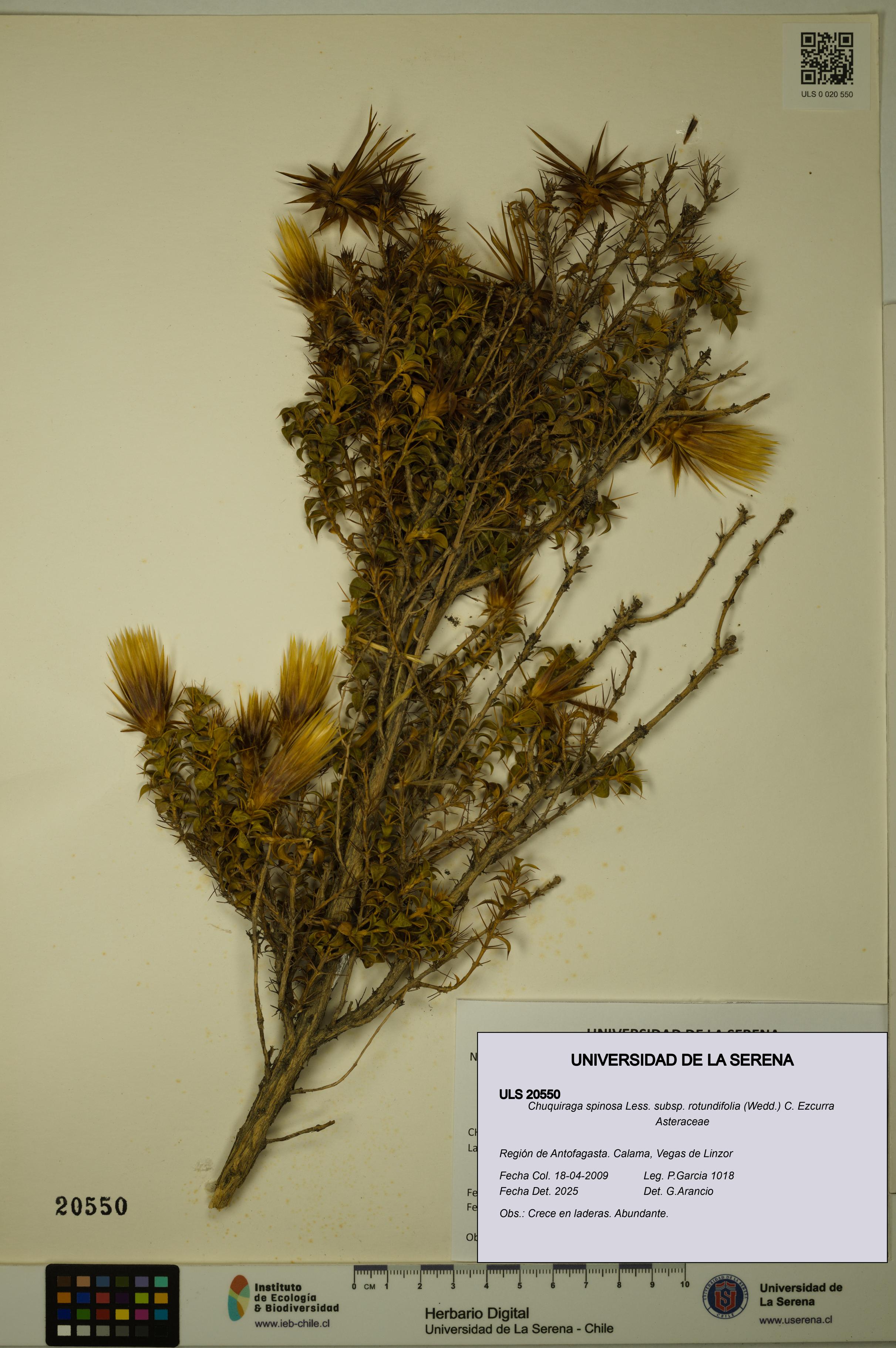 Chuquiraga spinosa subsp. rotundifolia [Espécimen: ULS:ULS:0020550]