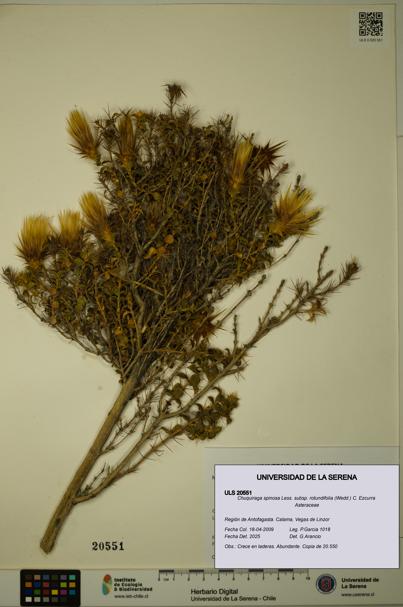 Chuquiraga spinosa subsp. rotundifolia [Espécimen: ULS:ULS:0020551]
