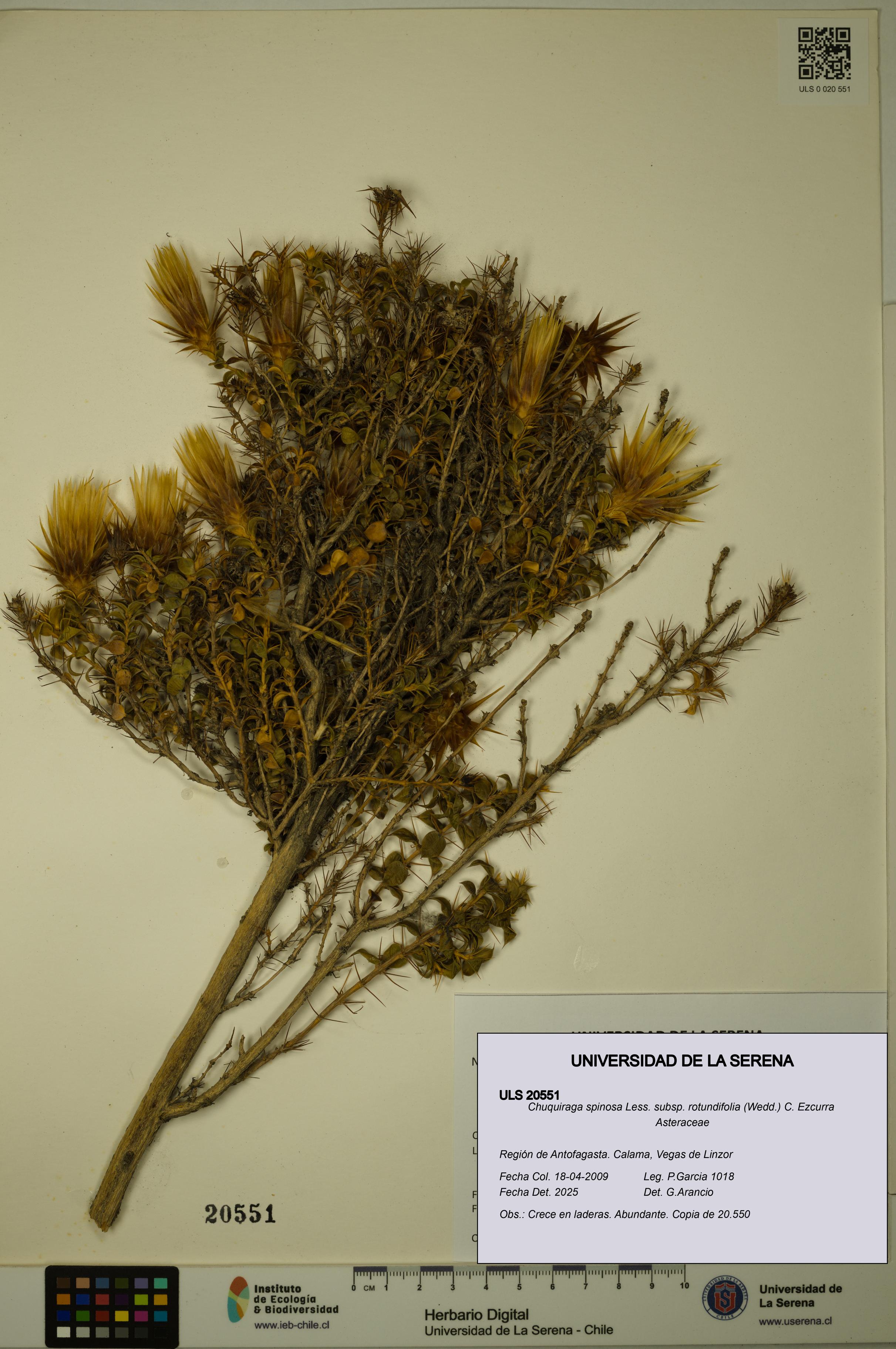 Chuquiraga spinosa subsp. rotundifolia [Espécimen: ULS:ULS:0020551]