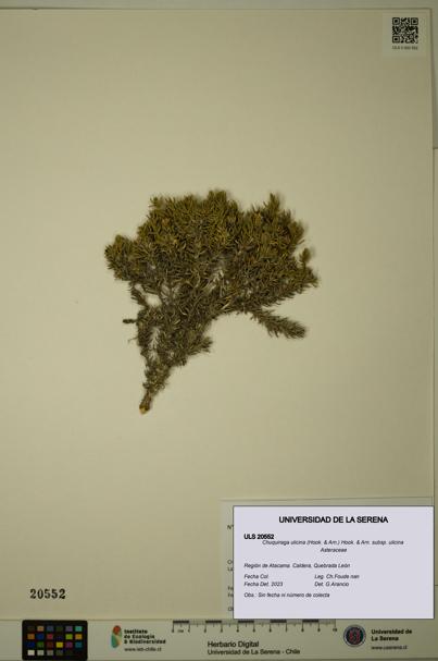 Chuquiraga ulicina subsp. ulicina [Espécimen: ULS:ULS:0020552]