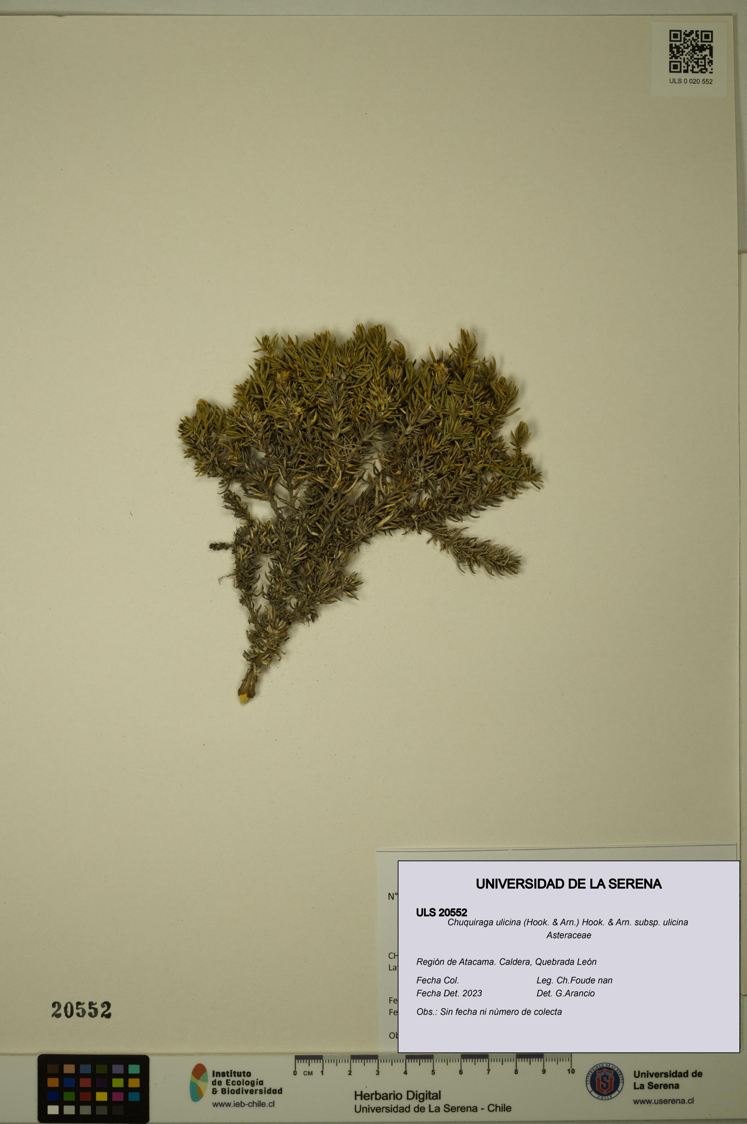 Chuquiraga ulicina subsp. ulicina [Espécimen: ULS:ULS:0020552]