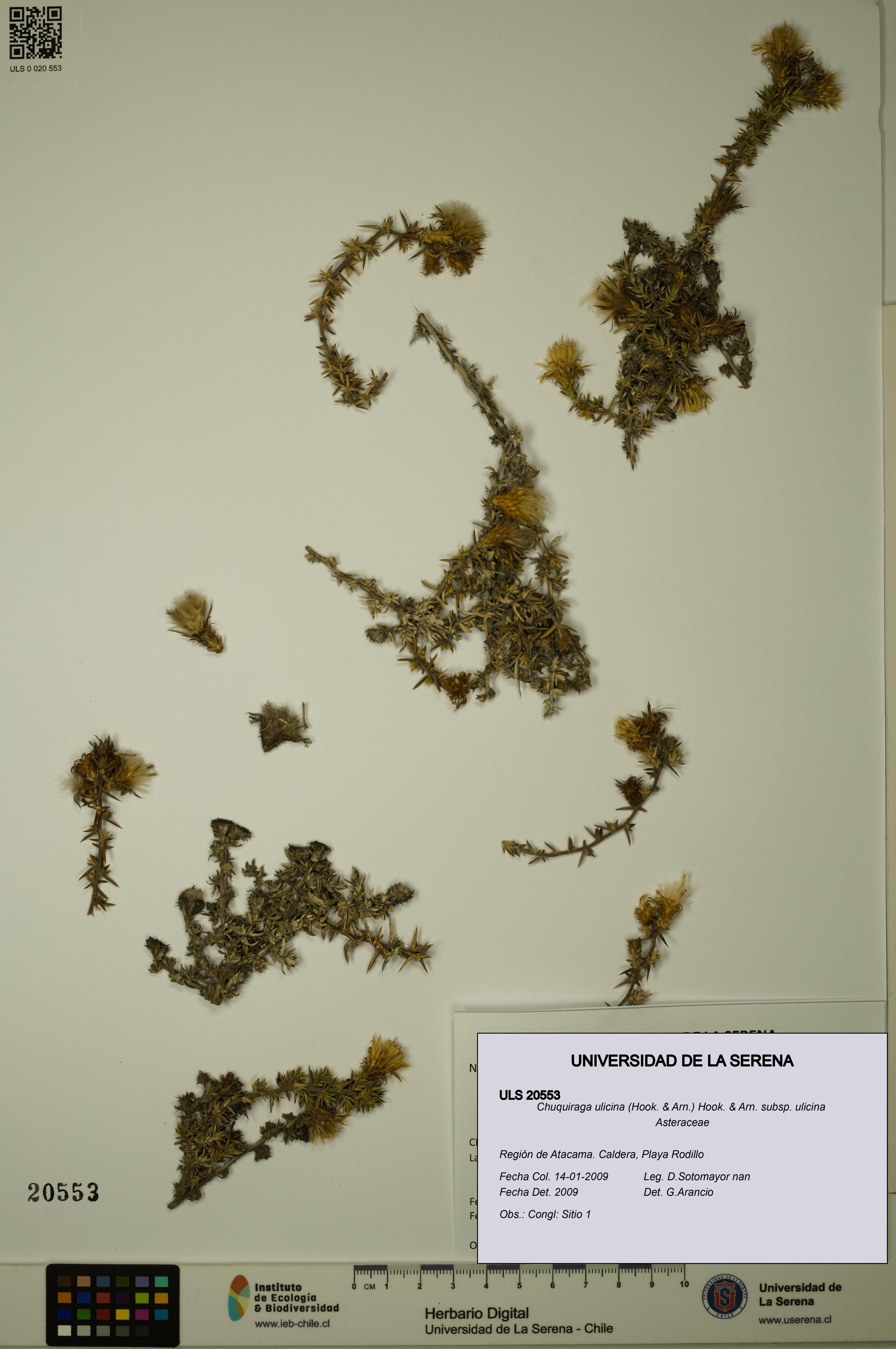 Chuquiraga ulicina subsp. ulicina [Espécimen: ULS:ULS:0020553]