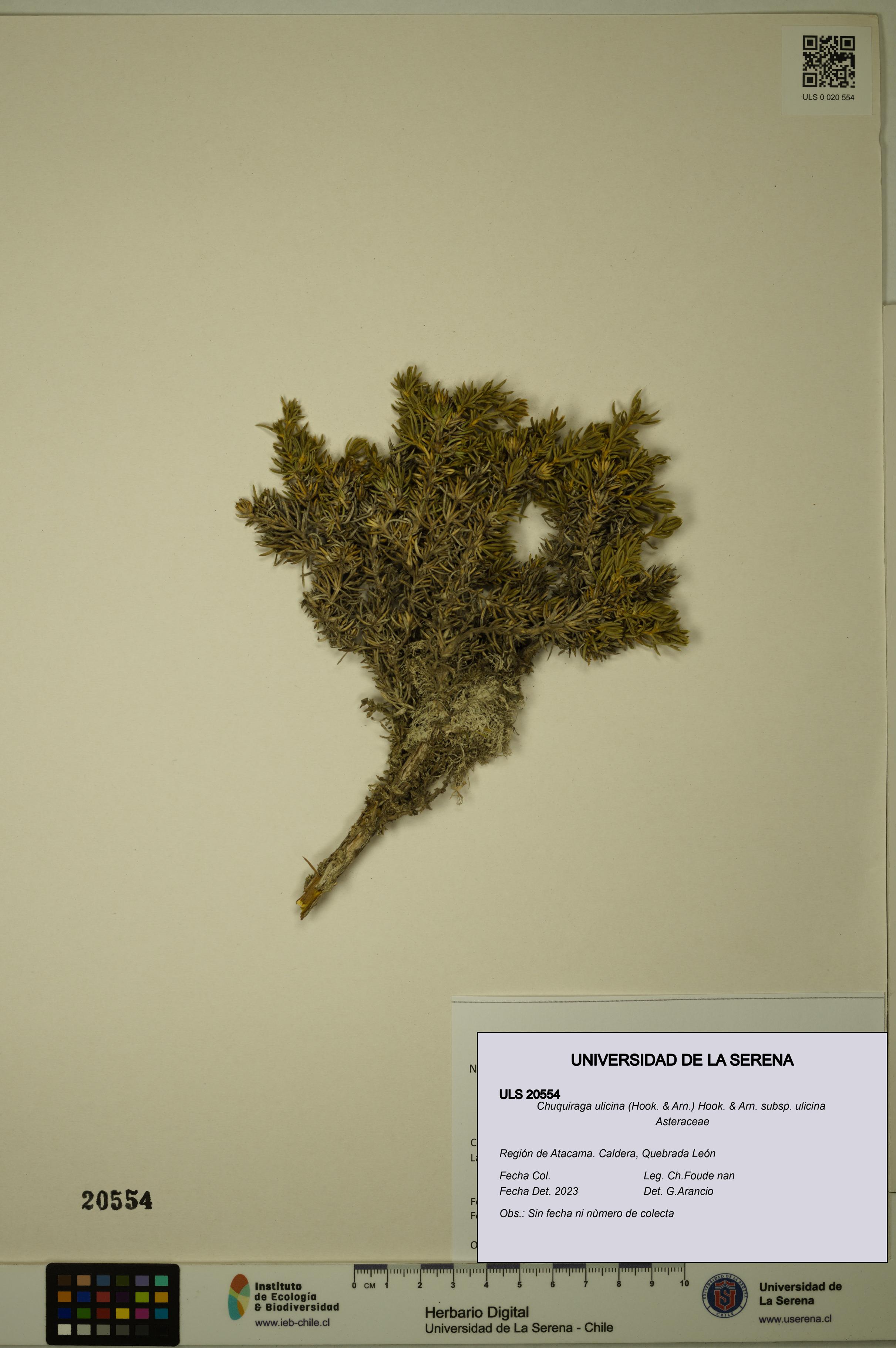 Chuquiraga ulicina subsp. ulicina [Espécimen: ULS:ULS:0020554]