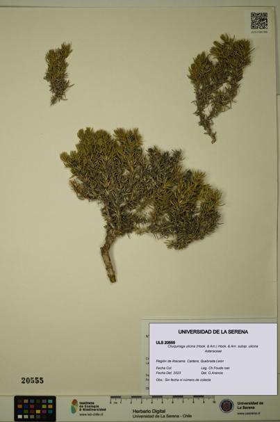 Chuquiraga ulicina subsp. ulicina [Espécimen: ULS:ULS:0020555]