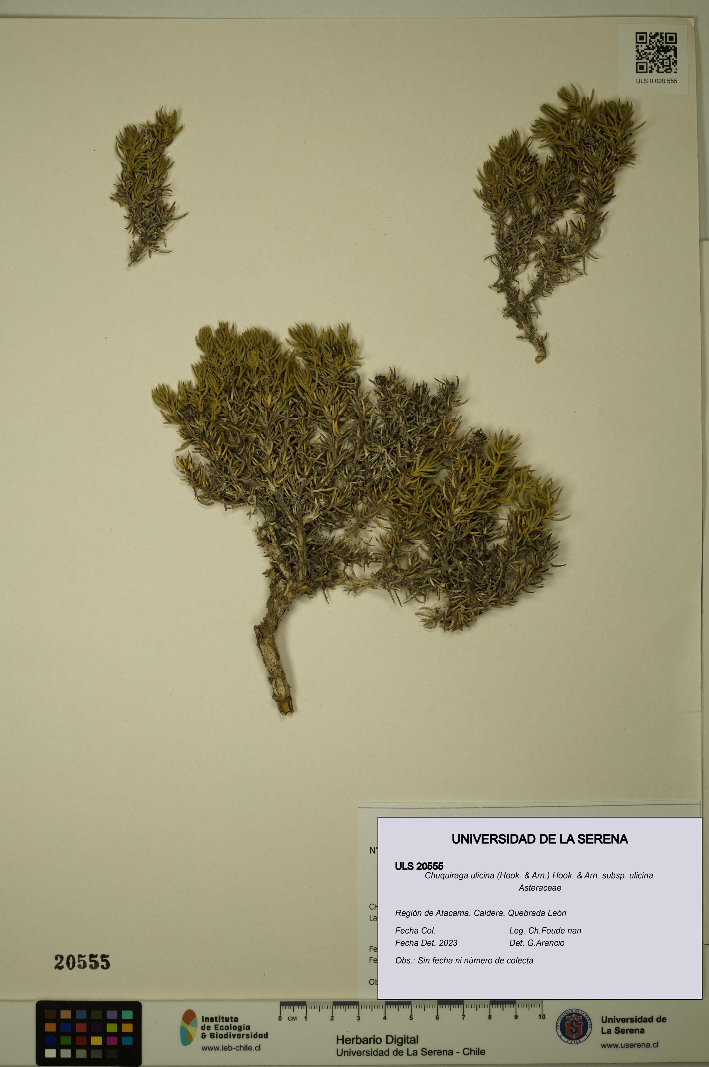 Chuquiraga ulicina subsp. ulicina [Espécimen: ULS:ULS:0020555]