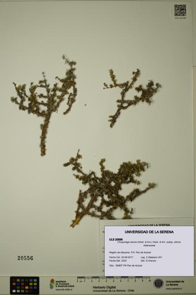 Chuquiraga ulicina subsp. ulicina [Espécimen: ULS:ULS:0020556]