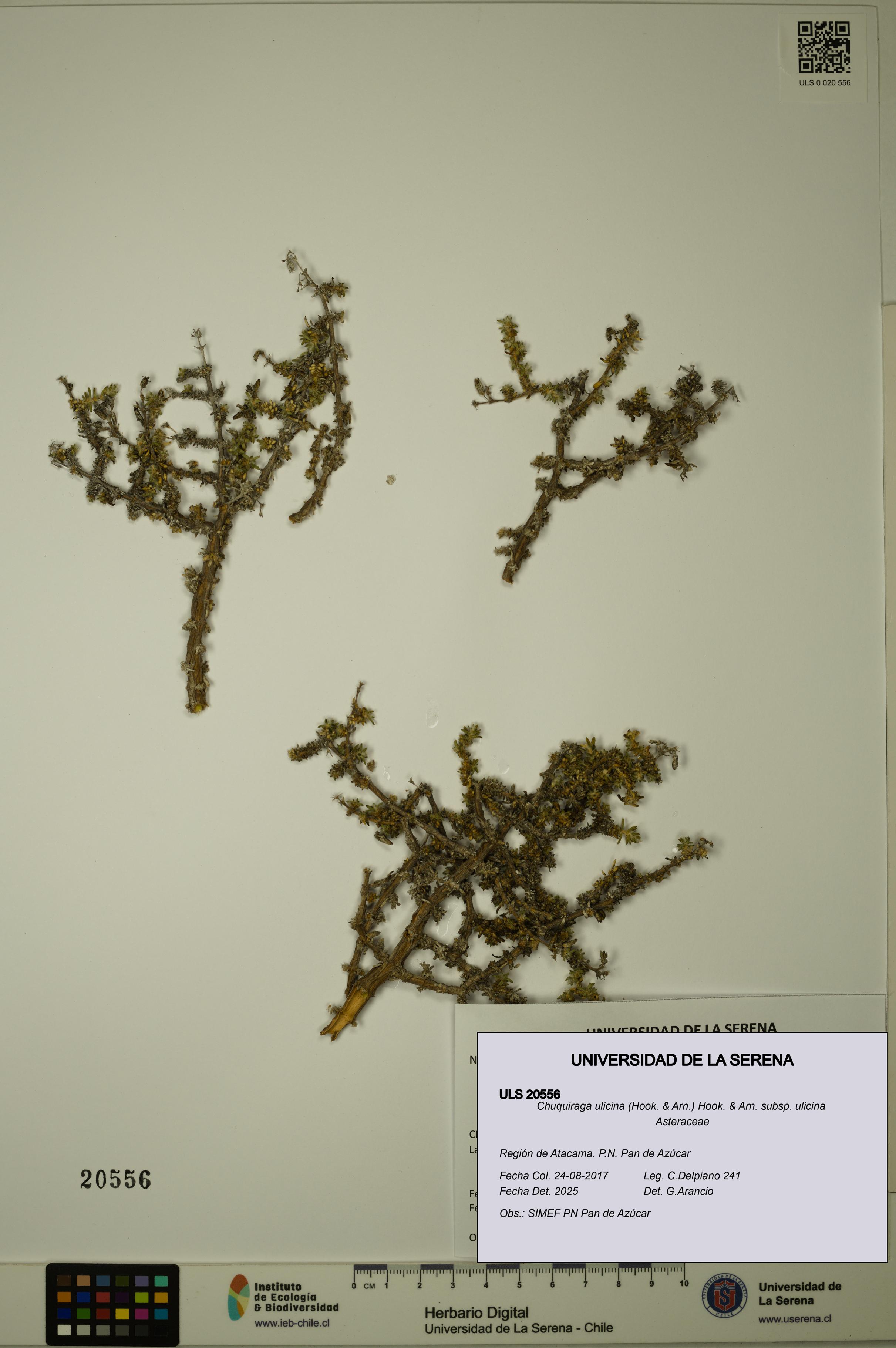 Chuquiraga ulicina subsp. ulicina [Espécimen: ULS:ULS:0020556]