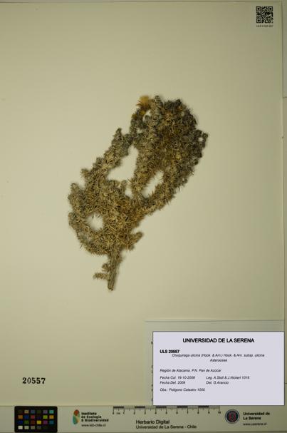 Chuquiraga ulicina subsp. ulicina [Espécimen: ULS:ULS:0020557]