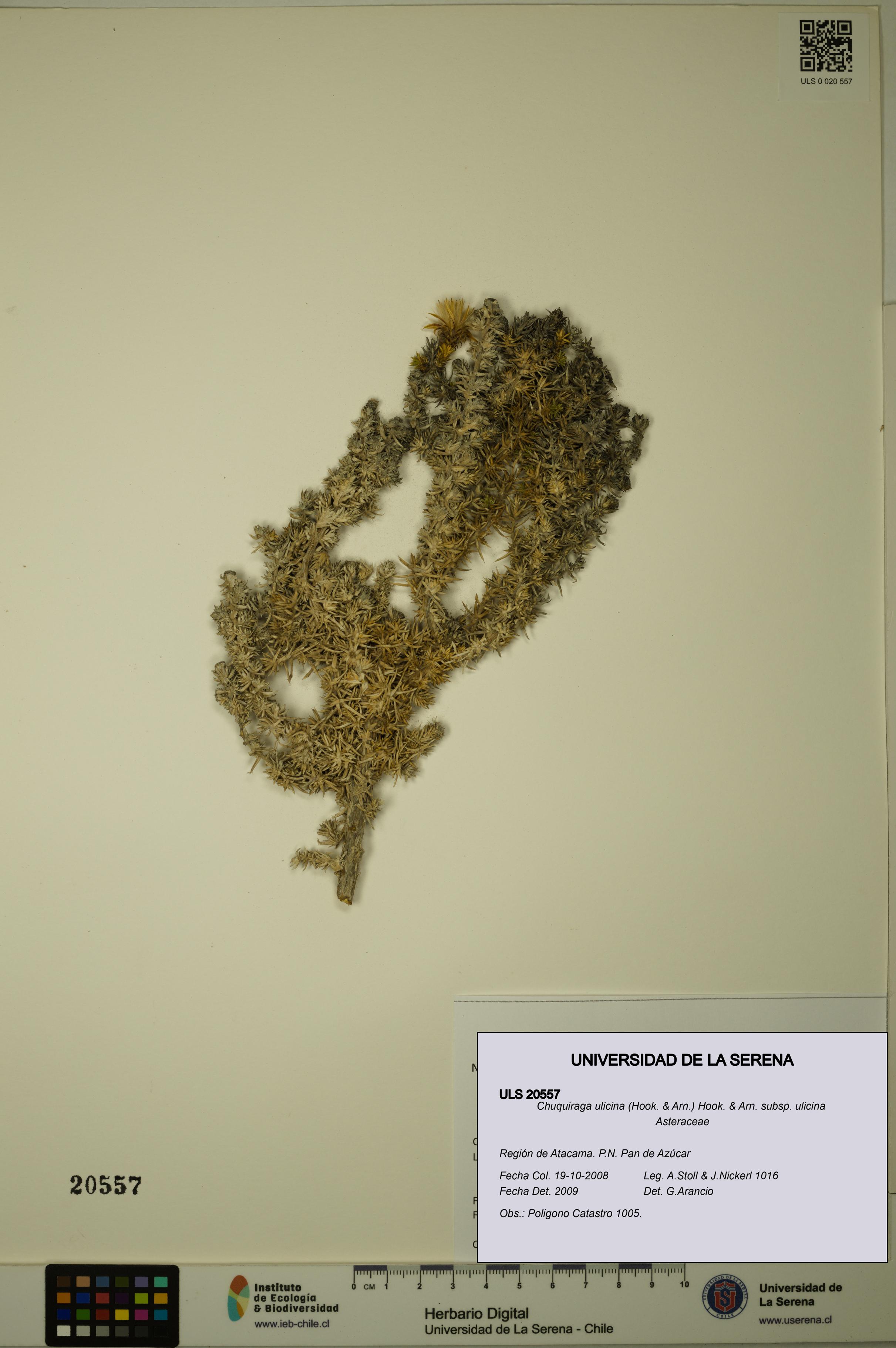 Chuquiraga ulicina subsp. ulicina [Espécimen: ULS:ULS:0020557]