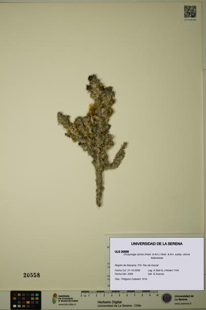 Chuquiraga ulicina subsp. ulicina [Espécimen: ULS:ULS:0020558]