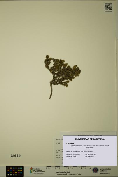 Chuquiraga ulicina subsp. ulicina [Espécimen: ULS:ULS:0020559]