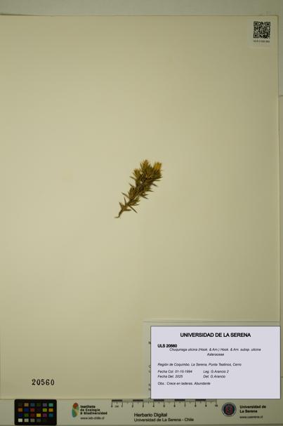 Chuquiraga ulicina subsp. ulicina [Espécimen: ULS:ULS:0020560]