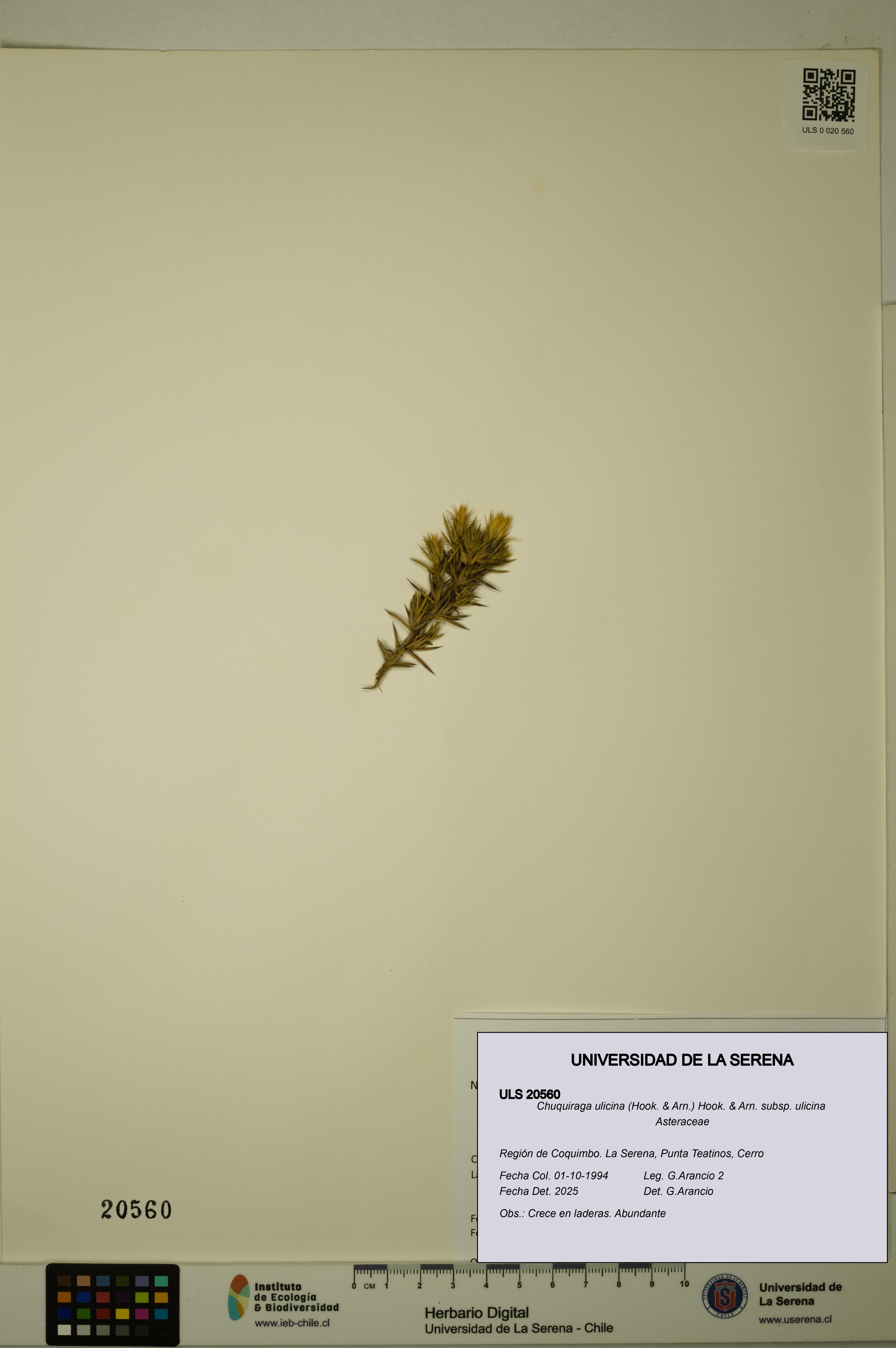 Chuquiraga ulicina subsp. ulicina [Espécimen: ULS:ULS:0020560]