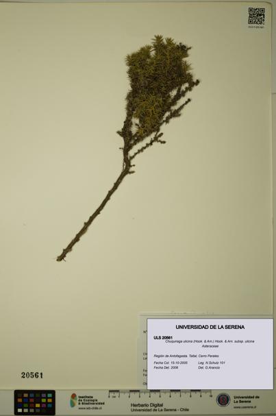 Chuquiraga ulicina subsp. ulicina [Espécimen: ULS:ULS:0020561]