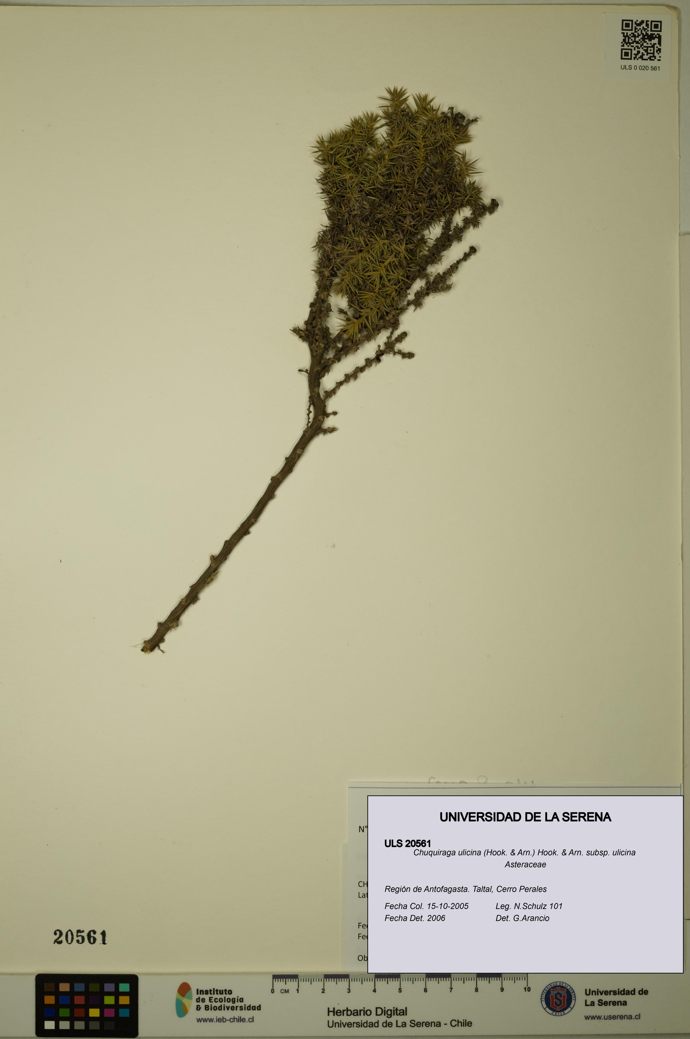 Chuquiraga ulicina subsp. ulicina [Espécimen: ULS:ULS:0020561]