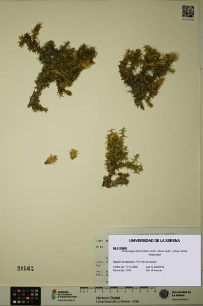 Chuquiraga ulicina subsp. ulicina [Espécimen: ULS:ULS:0020562]