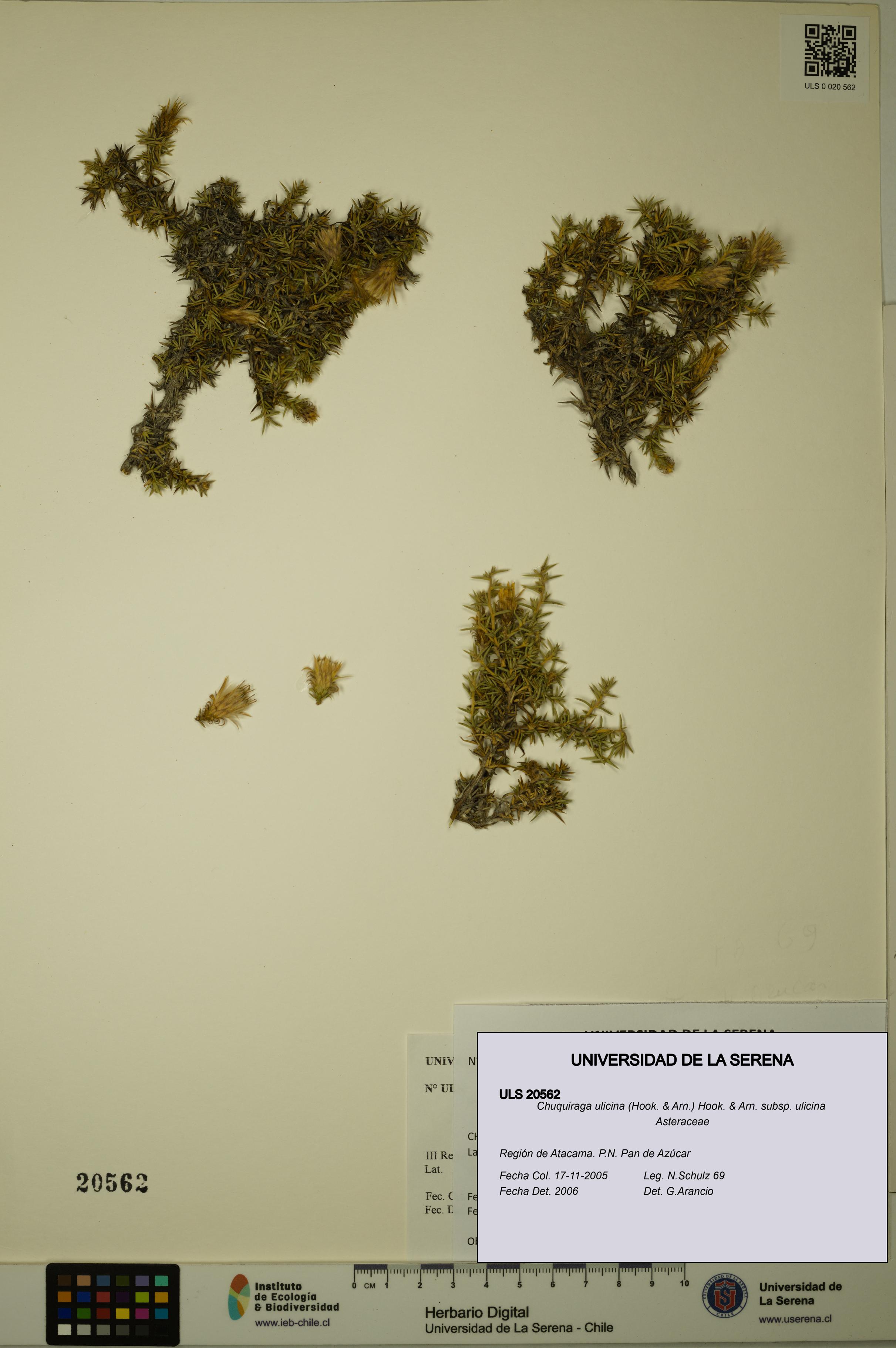 Chuquiraga ulicina subsp. ulicina [Espécimen: ULS:ULS:0020562]
