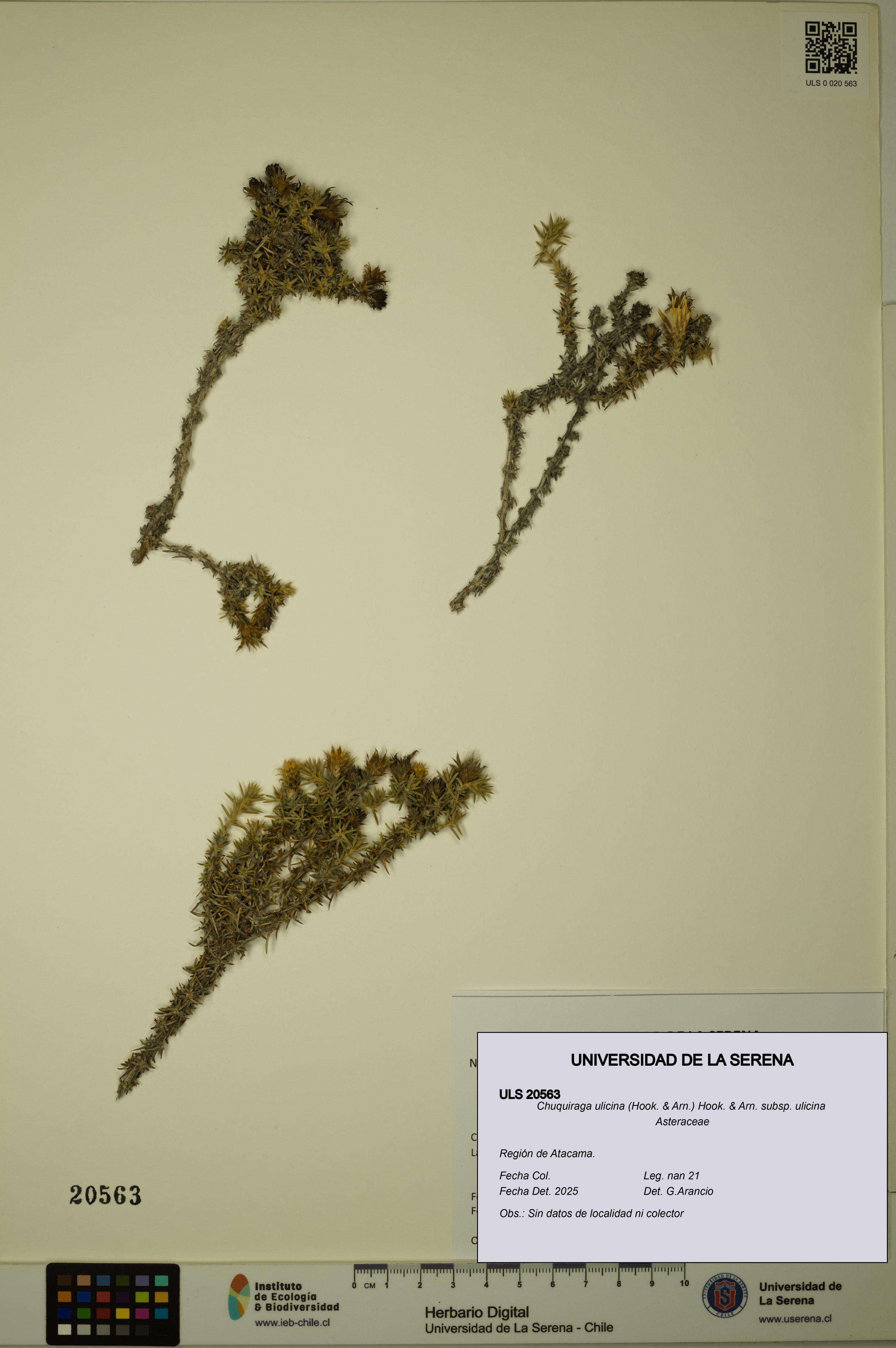 Chuquiraga ulicina subsp. ulicina [Espécimen: ULS:ULS:0020563]