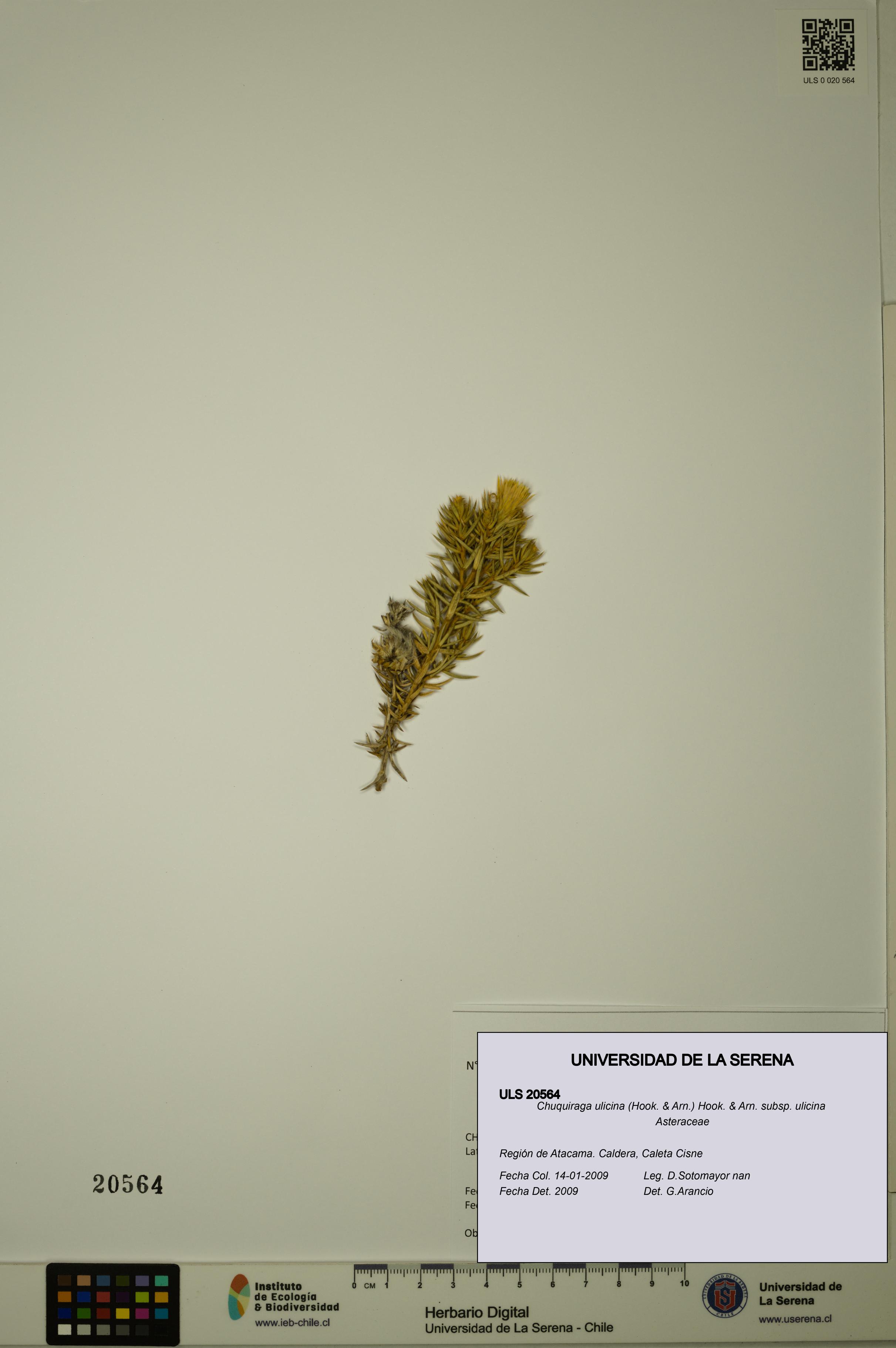 Chuquiraga ulicina subsp. ulicina [Espécimen: ULS:ULS:0020564]