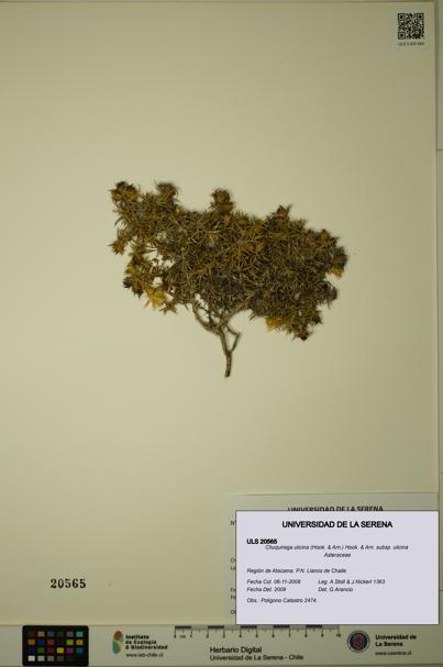 Chuquiraga ulicina subsp. ulicina [Espécimen: ULS:ULS:0020565]