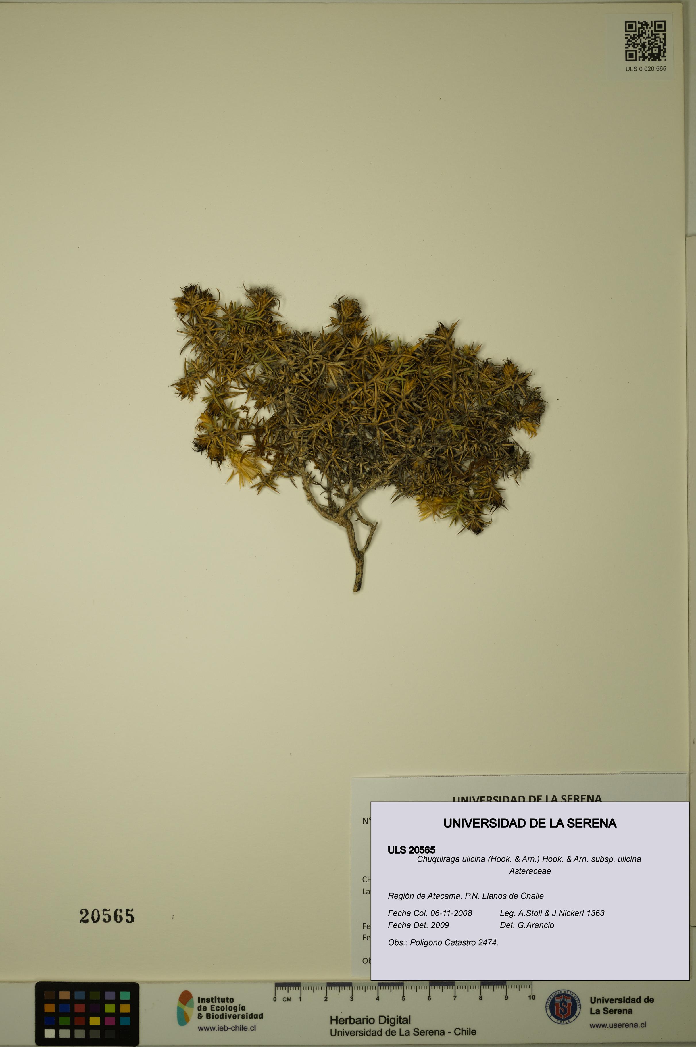 Chuquiraga ulicina subsp. ulicina [Espécimen: ULS:ULS:0020565]