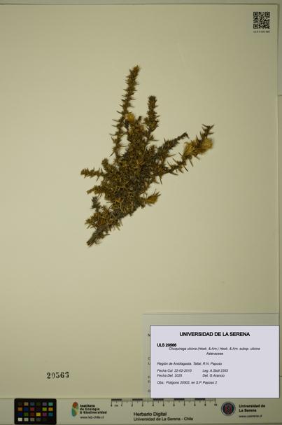 Chuquiraga ulicina subsp. ulicina [Espécimen: ULS:ULS:0020566]
