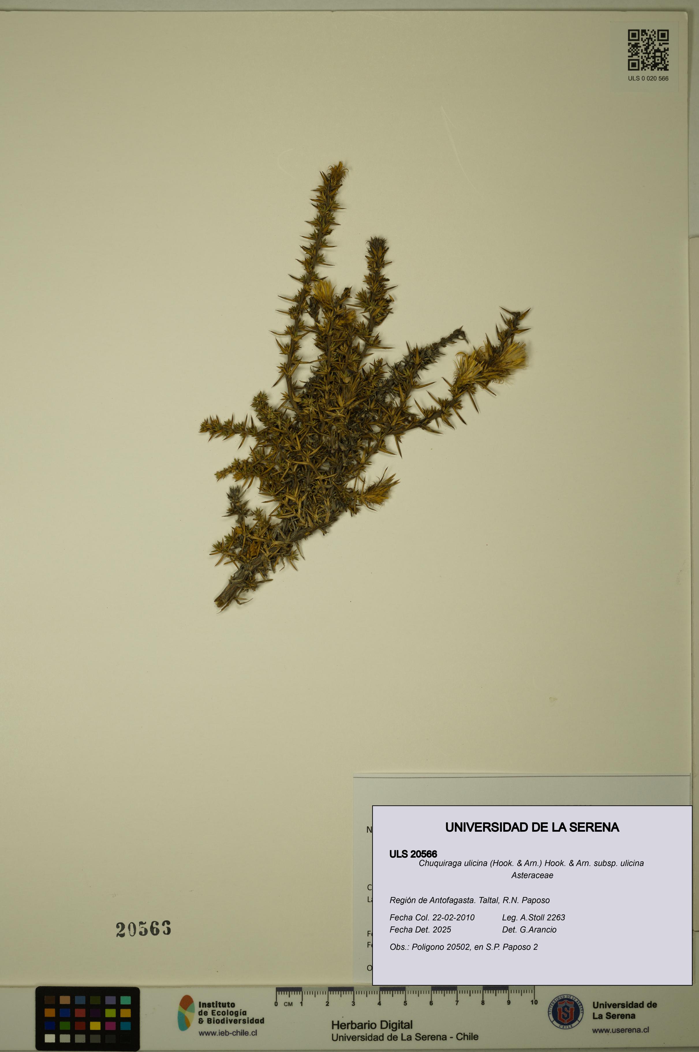 Chuquiraga ulicina subsp. ulicina [Espécimen: ULS:ULS:0020566]