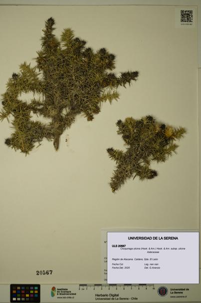 Chuquiraga ulicina subsp. ulicina [Espécimen: ULS:ULS:0020567]