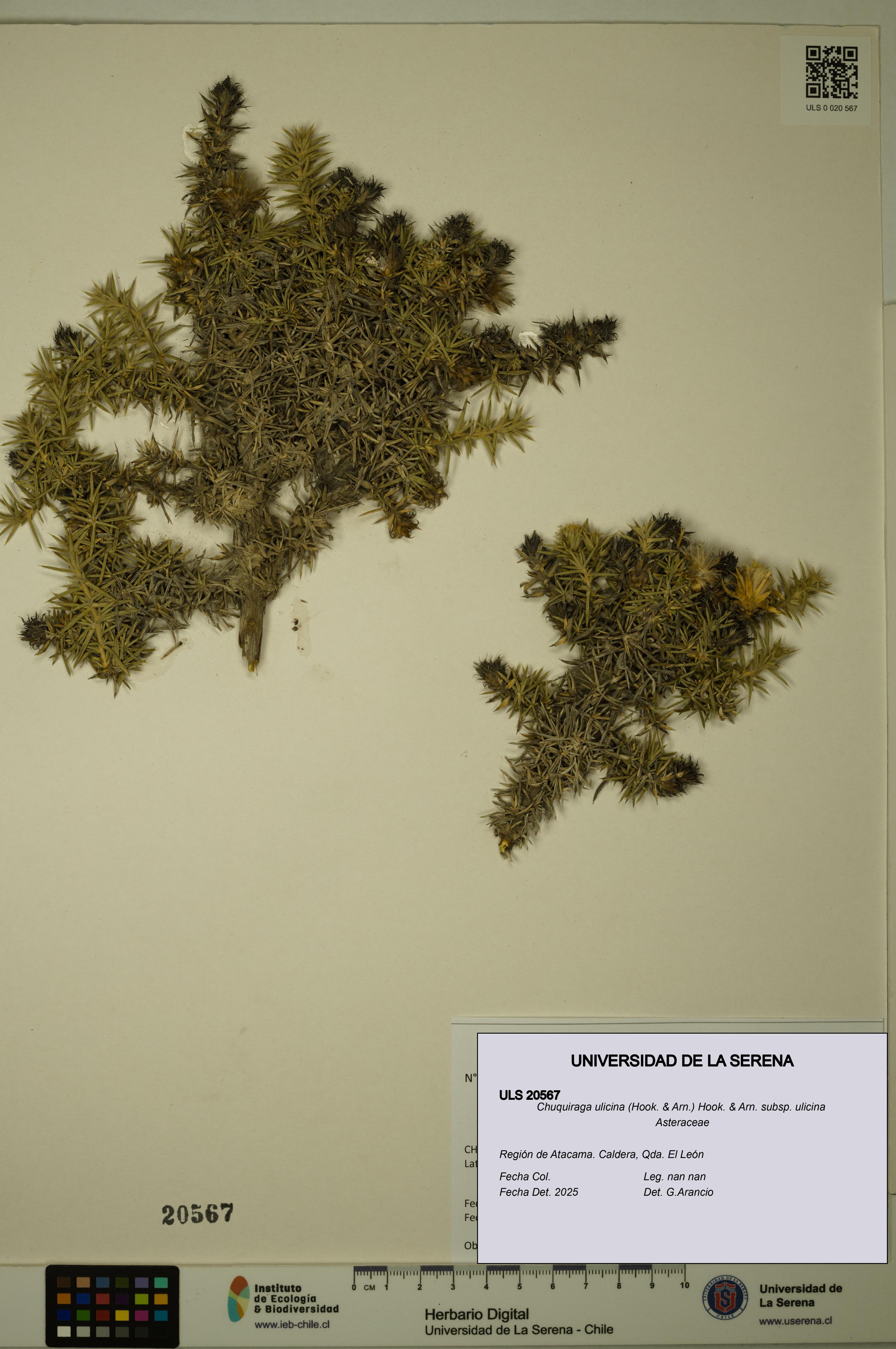 Chuquiraga ulicina subsp. ulicina [Espécimen: ULS:ULS:0020567]