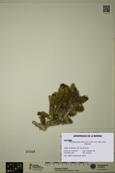 Chuquiraga ulicina subsp. ulicina [Espécimen: ULS:ULS:0020568]