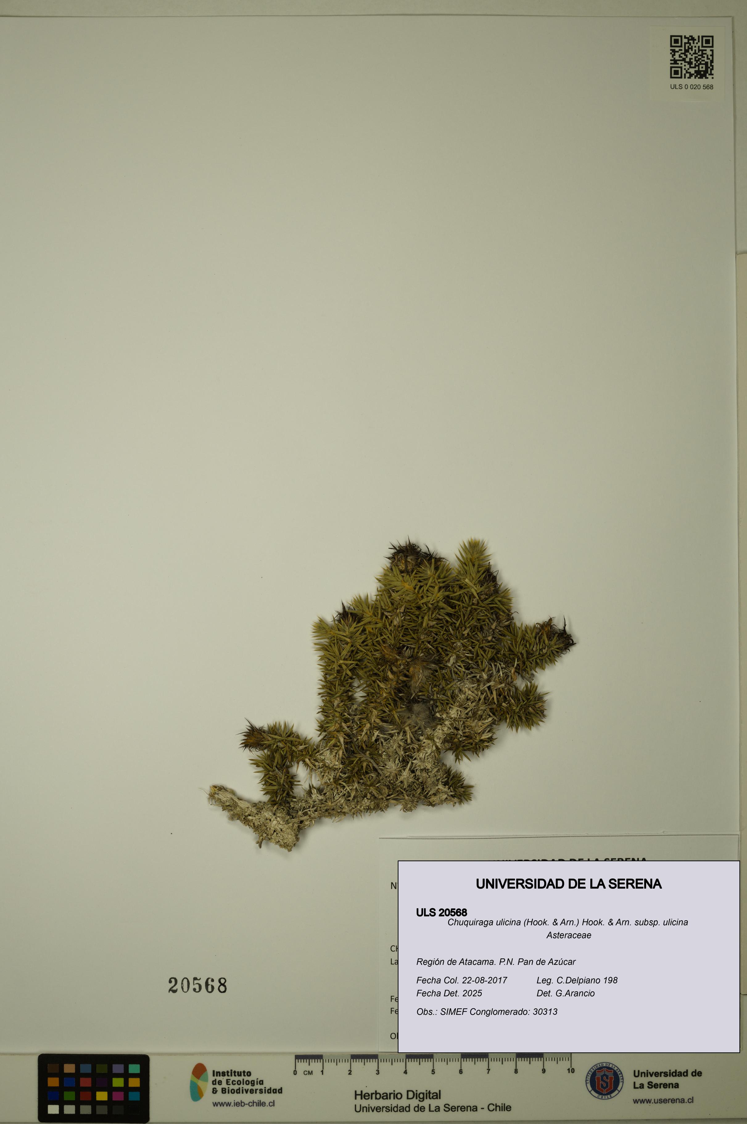 Chuquiraga ulicina subsp. ulicina [Espécimen: ULS:ULS:0020568]