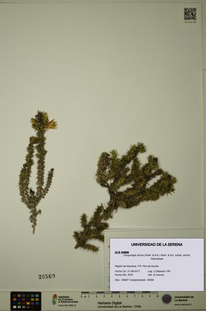 Chuquiraga ulicina subsp. ulicina [Espécimen: ULS:ULS:0020569]