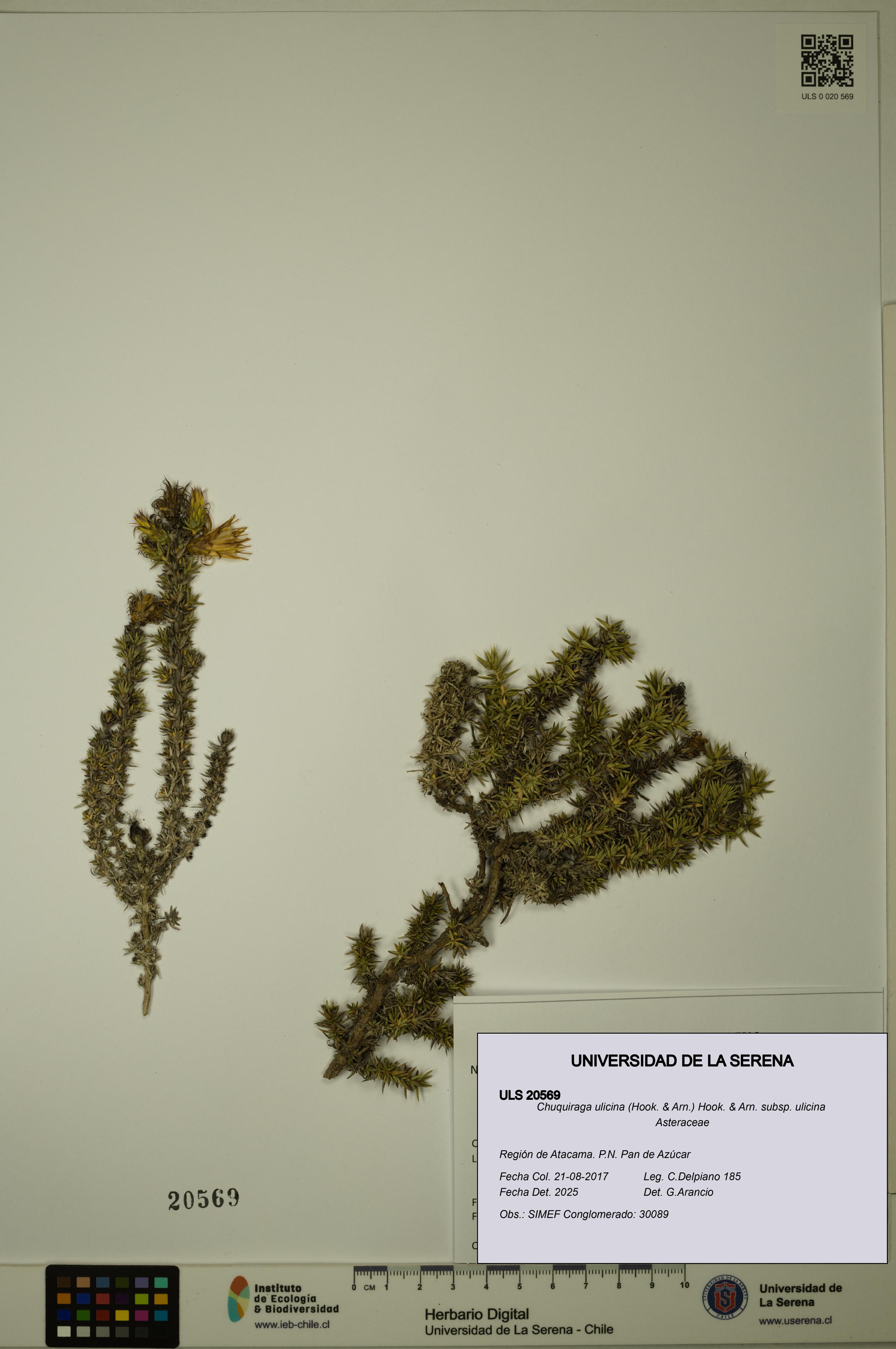 Chuquiraga ulicina subsp. ulicina [Espécimen: ULS:ULS:0020569]
