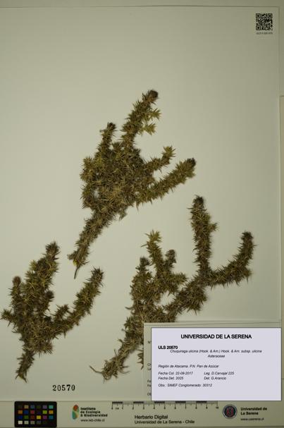 Chuquiraga ulicina subsp. ulicina [Espécimen: ULS:ULS:0020570]